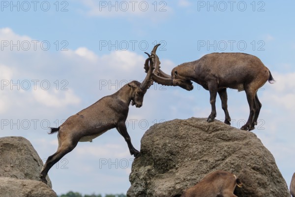 Two male ibexes (Capra ibex) stand facing each other on a rock and playfully fight with each other. A young ibex watches the scene. A blue sky with clouds can be seen in the background. Carinthia, Austria