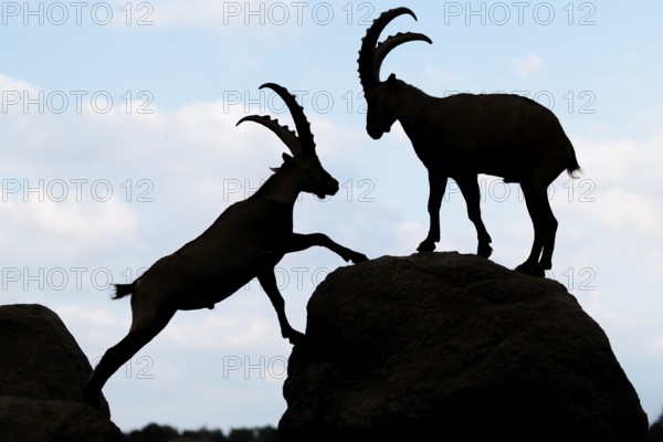 Two male ibexes (Capra ibex) stand facing each other on a rock and playfully fight with each other. Silhouette against a blue sky with clouds. Carinthia, Austria