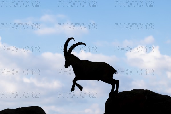 A male ibex (Capra ibex) jumps from rock to rock. Silhouette against a blue sky with clouds. Carinthia, Austria