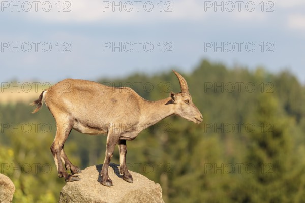 A female ibex (Capra ibex) stands on a rock on a sunny day. A blue sky with clouds and a forest can be seen in the background. Carinthia, Austria