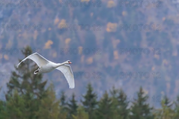 A mute swan (Cygnus olor) flies over a lake. In the background, a mountain forest can be seen in autumnal colors. Upper Austria