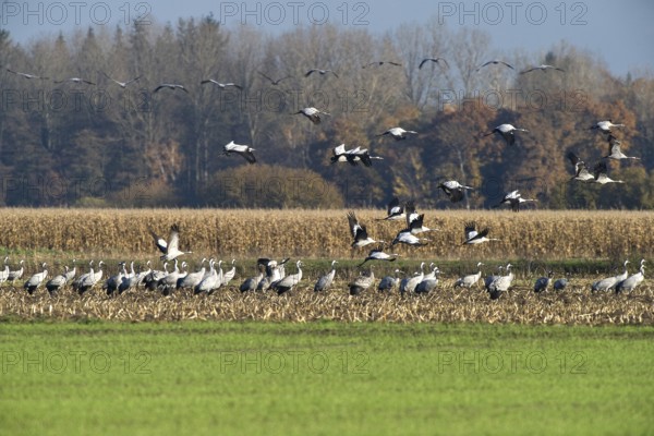 Cranes (grus grus) while resting on the southward train looking for food in a harvested corn field, North Rhine-Westphalia, Germany