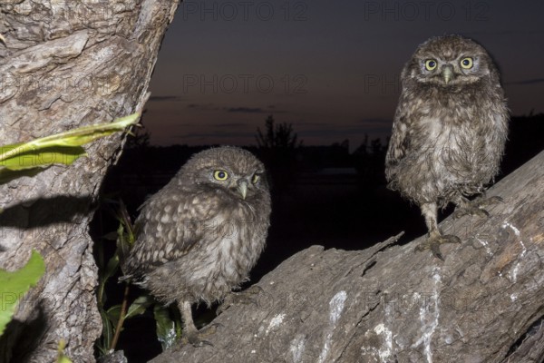 Little owl (Athene noctua), young stone owls sitting at twilight, North Rhine-Westphalia, Germany