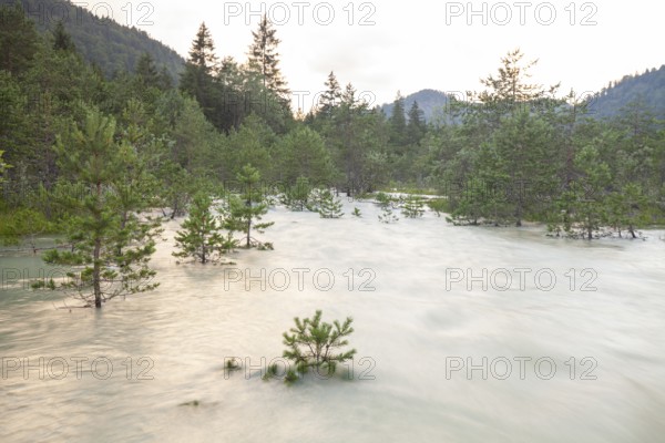 The Isar carries floods between Lake Sylvenstein and Lenggries. Trees and pines sink in the torrential flood water in the Isar Valley. Lenggries, Upper Bavaria, Bavaria, Germany
