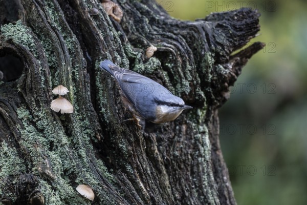 Nuthatch (Sitta europaea), Emsland, Lower Saxony, Germany