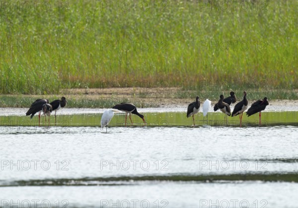 Black storks (Ciconia nigra) and great egret (Ardea alba) in the shallow water zone of a pond, Lower Saxony, Germany