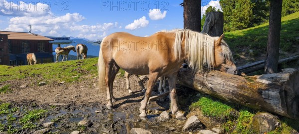 Free-grazing horses on an alpine pasture near the Acherkogel in the Stubai Alps in Hochoetz, Ötz, Ötztal, Tyrol, Austria