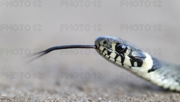 Grass snake (Natrix natrix), portrait, tonguing, forked tongue, Lower Saxony, Germany