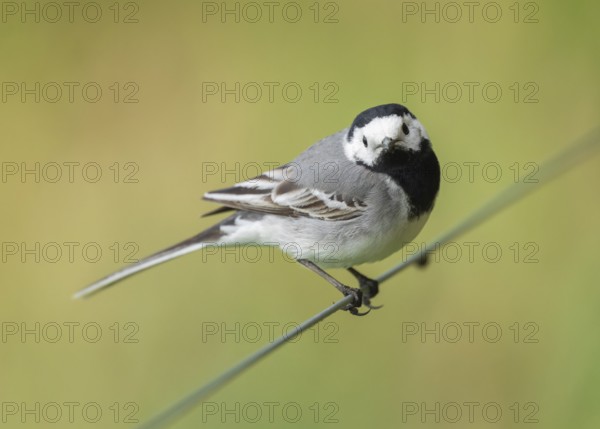 Wagtail (Motacilla alba) standing on a wire fence, Lower Saxony, Germany