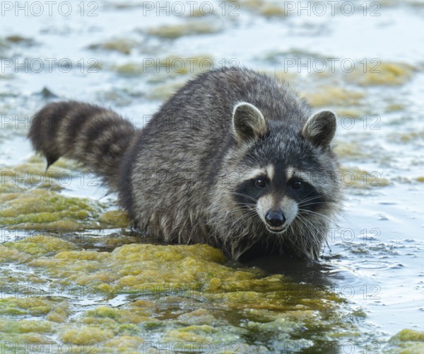 Raccoon (Procyon lotor), looking for food in the shallow water zone of a lake, Lower Saxony, Germany