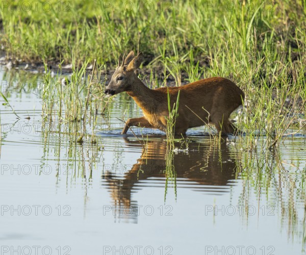 Deer (Capreolus capreolus), young roebuck running through the shallow water zone of a lake, Lower Saxony, Germany