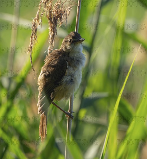 Thrush warbler (Acrocephalus arundinaceus) on a reed, reed (Phragmites australis), Lower Saxony, Germany