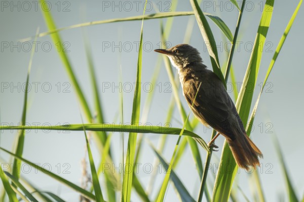 Thrush warbler (Acrocephalus arundinaceus) on a reed, reed (Phragmites australis), Lower Saxony, Germany