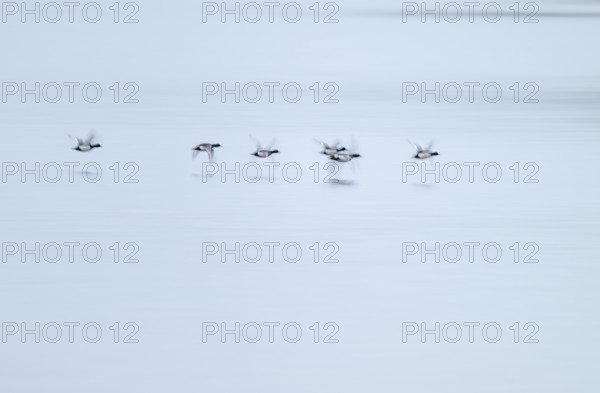 Heron duck (Aythya fuligula), heron flying over a lake, motion blur, long exposure, pull, mopping effect, Lower Saxony, Germany