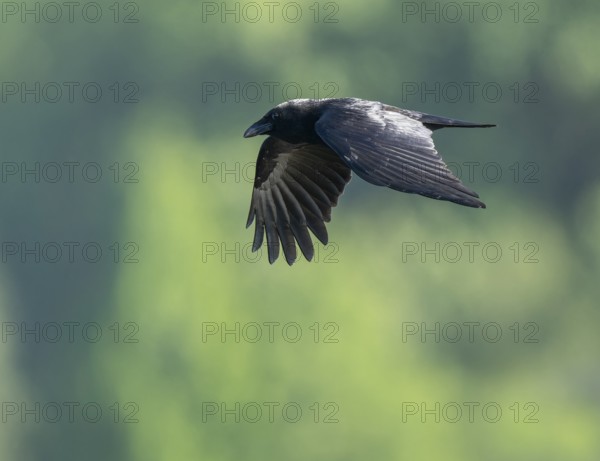Raven crow (Corvus corone) flying, Lower Saxony, Germany