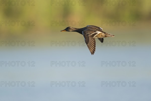 Schnatter duck (Mareca strepera), female flying across a lake, Lower Saxony, Germany
