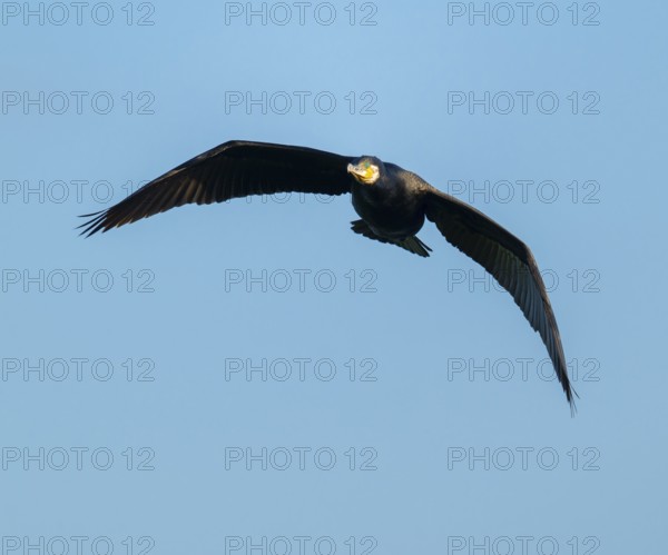 Cormorant (Phalacrocorax carbo) in flight, blue sky, Lower Saxony, Germany
