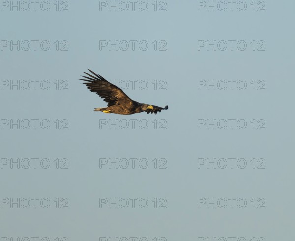 White-tailed eagle (Haliaeetus albicilla) in flight looking for food, Lower Saxony, Germany