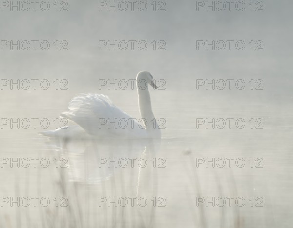 Silted swan (Cygnus olor) swims in impressive position on a lake, fog, Lower Saxony, Germany