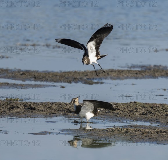 Lapwing (Vanellus vanellus), two lapwings attack each other in flight in the shallow water zone of a body of water, Lower Saxony, Germany