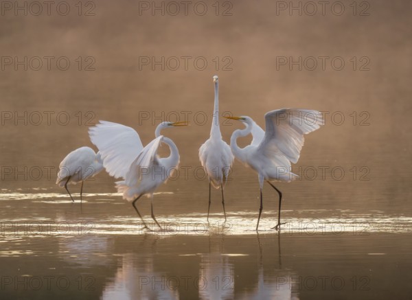 Great egrets (Ardea alba) stand in the warm orange morning light in the shallow water zone of a lake and quarrel, squabbles of fog over the water, Lower Saxony, Germany