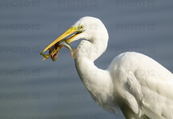 Great egret (Ardea alba) stands in the shallow water zone of a wetland with a fish in its beak, Lower Saxony, Germany