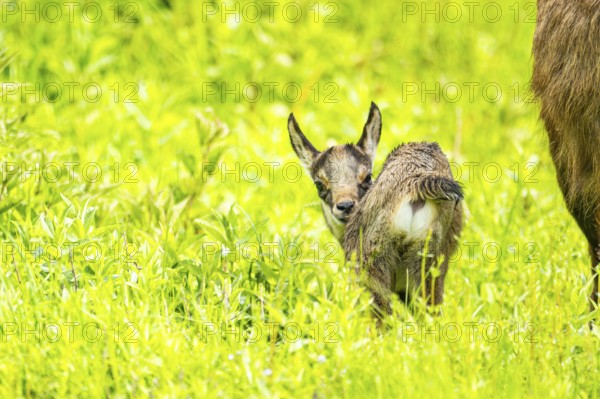 Chamois (Rupicapra rupicapra) youngster (fawn) standing on a meadow, Austria