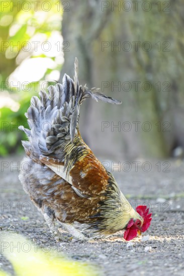 Domestic Chicken (Gallus gallus domesticus), rooster, standing on the ground, Bavaria, Germany