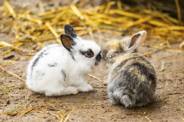 Domesticated rabbit (Oryctolagus cuniculus forma domestica) standing on the ground, Austria