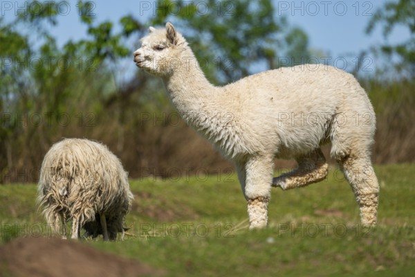 White Llama (Lama glama) standing on a meadow, Bavaria, Germany
