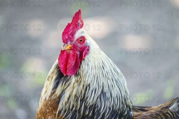 Domestic Chicken (Gallus gallus domesticus), portrait, Bavaria, Germany