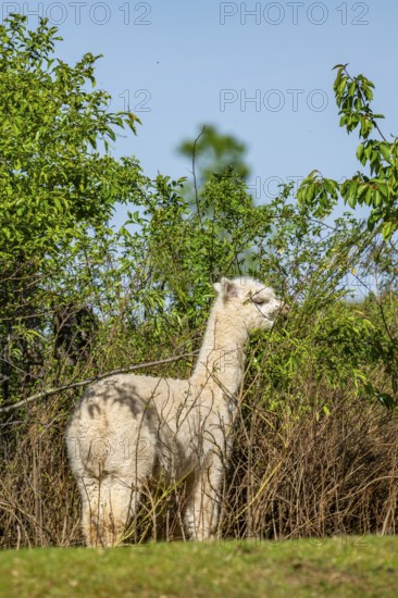 White Llama (Lama glama) standing on a meadow, Bavaria, Germany