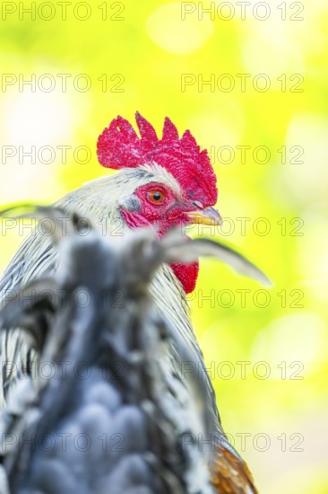 Domestic Chicken (Gallus gallus domesticus), portrait, Bavaria, Germany