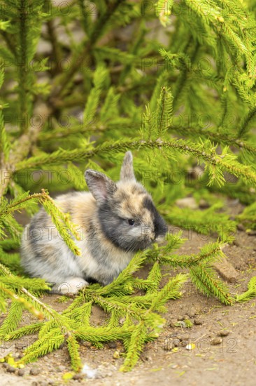 Domesticated rabbit (Oryctolagus cuniculus forma domestica) standing on the ground, Austria