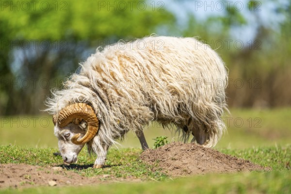 Domestic sheep (Ovis orientalis aries) ram standing on a meadow, Bavaria, Germany