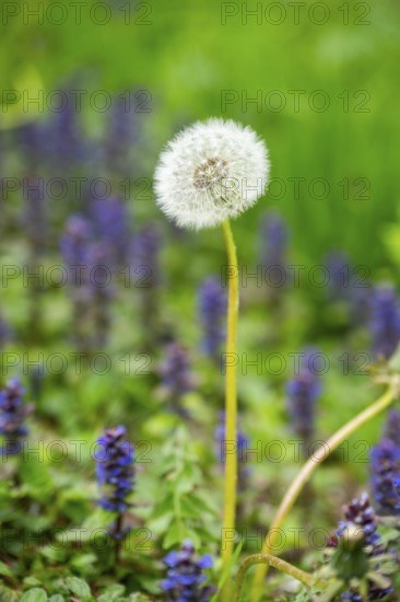 Common dandelion (Taraxacum officinale) seeds, detail, Bavaria, Germany