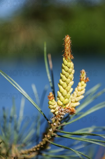 Scots pine (Pinus sylvestris) blossom in a forest in spring, Bavaria, Germany
