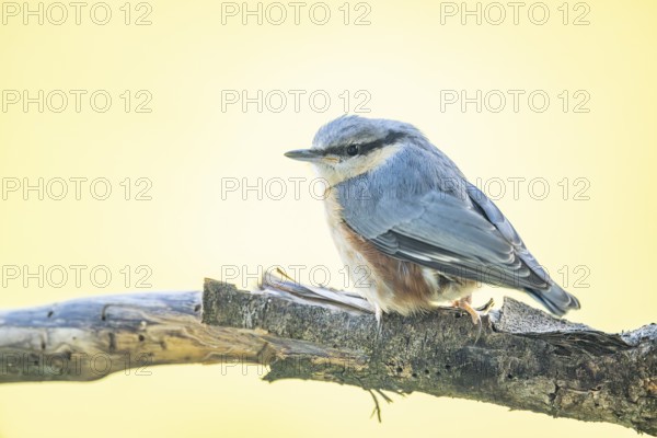 Eurasian nuthatch (Sitta europaea) sitting on a branch, Austria
