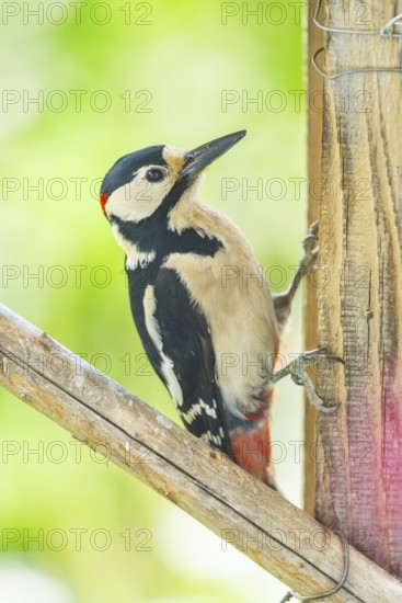 Great spotted woodpecker (Dendrocopos major) sitting on wooden slat, Austria
