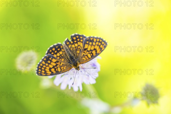 Heath fritillary (Mellicta athalia) butterfly sitting in a colorful blossom, Austria