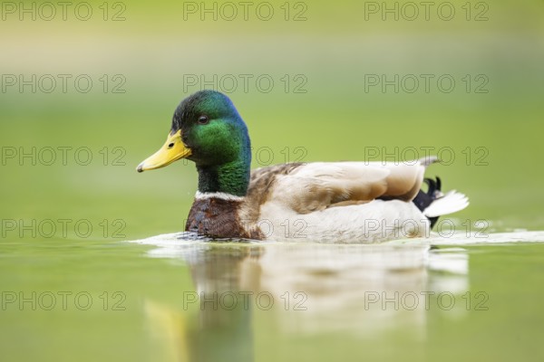 Wild duck (Anas platyrhynchos) male swimming in a lake, Bavaria, Germany