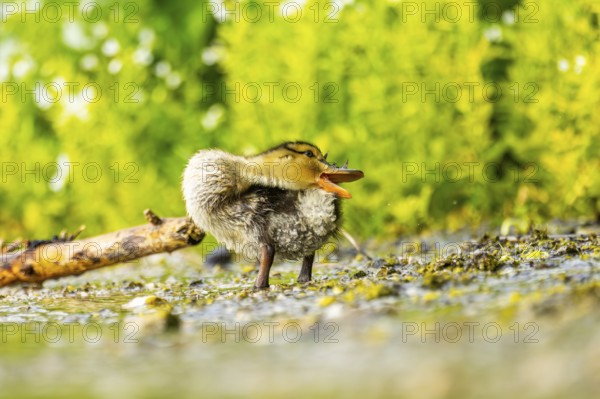Wild duck (Anas platyrhynchos) chick standing at the schore of a little lake, Bavaria, Germany