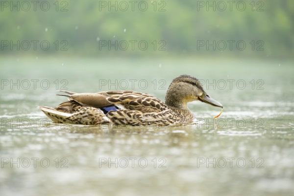 Wild duck (Anas platyrhynchos) female swimming in a lake, Bavaria, Germany