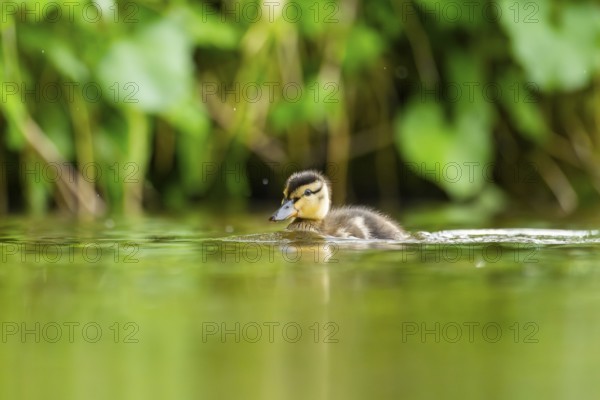 Wild duck (Anas platyrhynchos) chick swimming on a lake, Bavaria, Germany