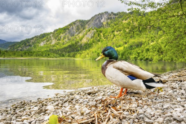 Wild duck (Anas platyrhynchos) male standing on the shore of a lake, Bavaria, Germany