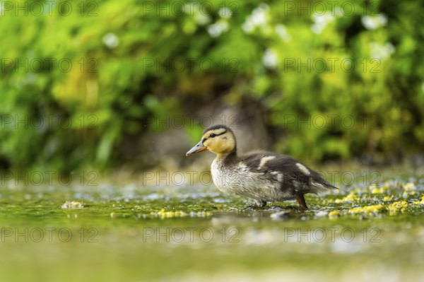 Wild duck (Anas platyrhynchos) chick standing at the schore of a little lake, Bavaria, Germany