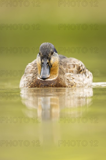 Wild duck (Anas platyrhynchos) male swimming in a lake, Bavaria, Germany