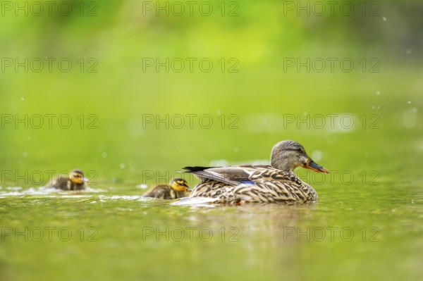 Wild duck (Anas platyrhynchos) mother with her and chick swimming in the water, Bavaria, Germany