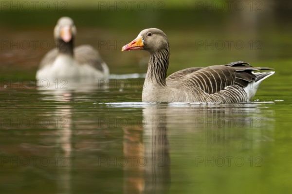 Close-up of a Greylag Goose (Anser anser) swimming in the water in spring, Austria