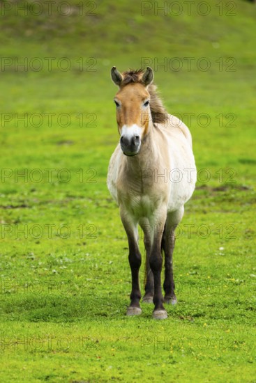 Przewalski's horse (Equus ferus przewalskii) standing on a meadow, Austria, Germany